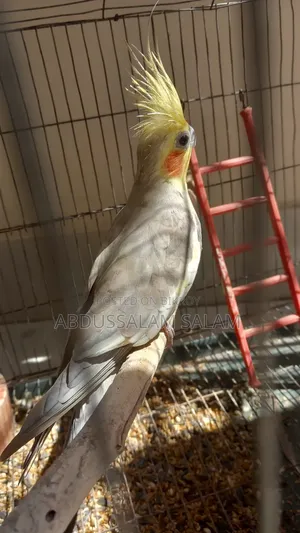 প্রাপ্তবয়স্ক ককাটেল