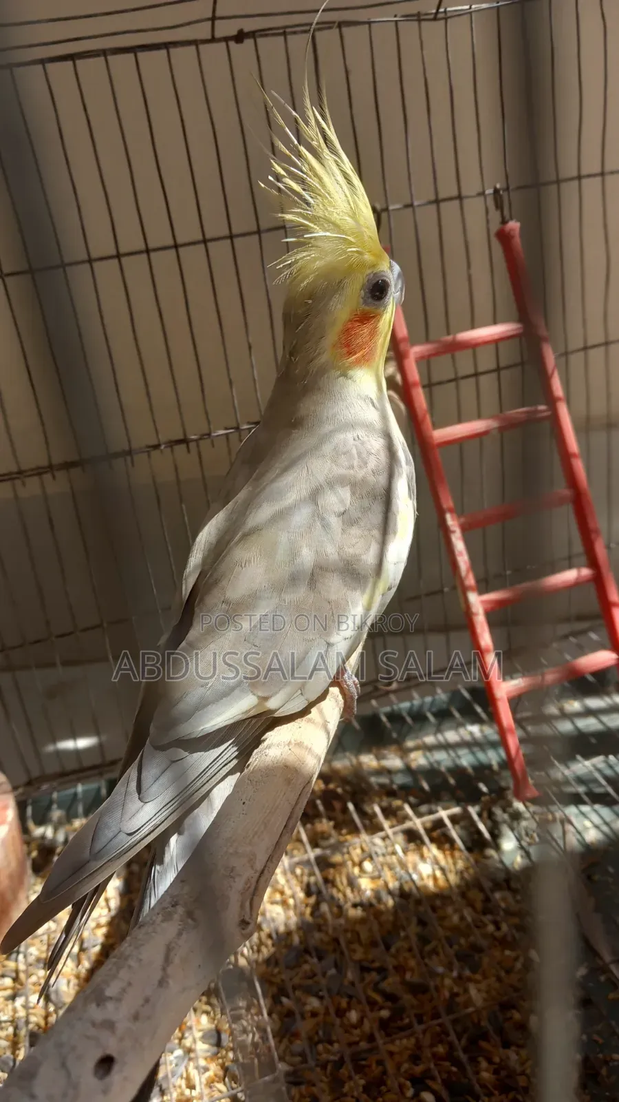 Adult Cockatiel