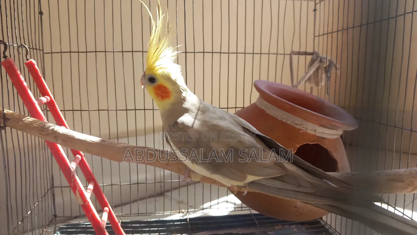Adult Cockatiel