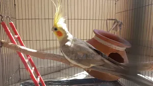 Adult Cockatiel