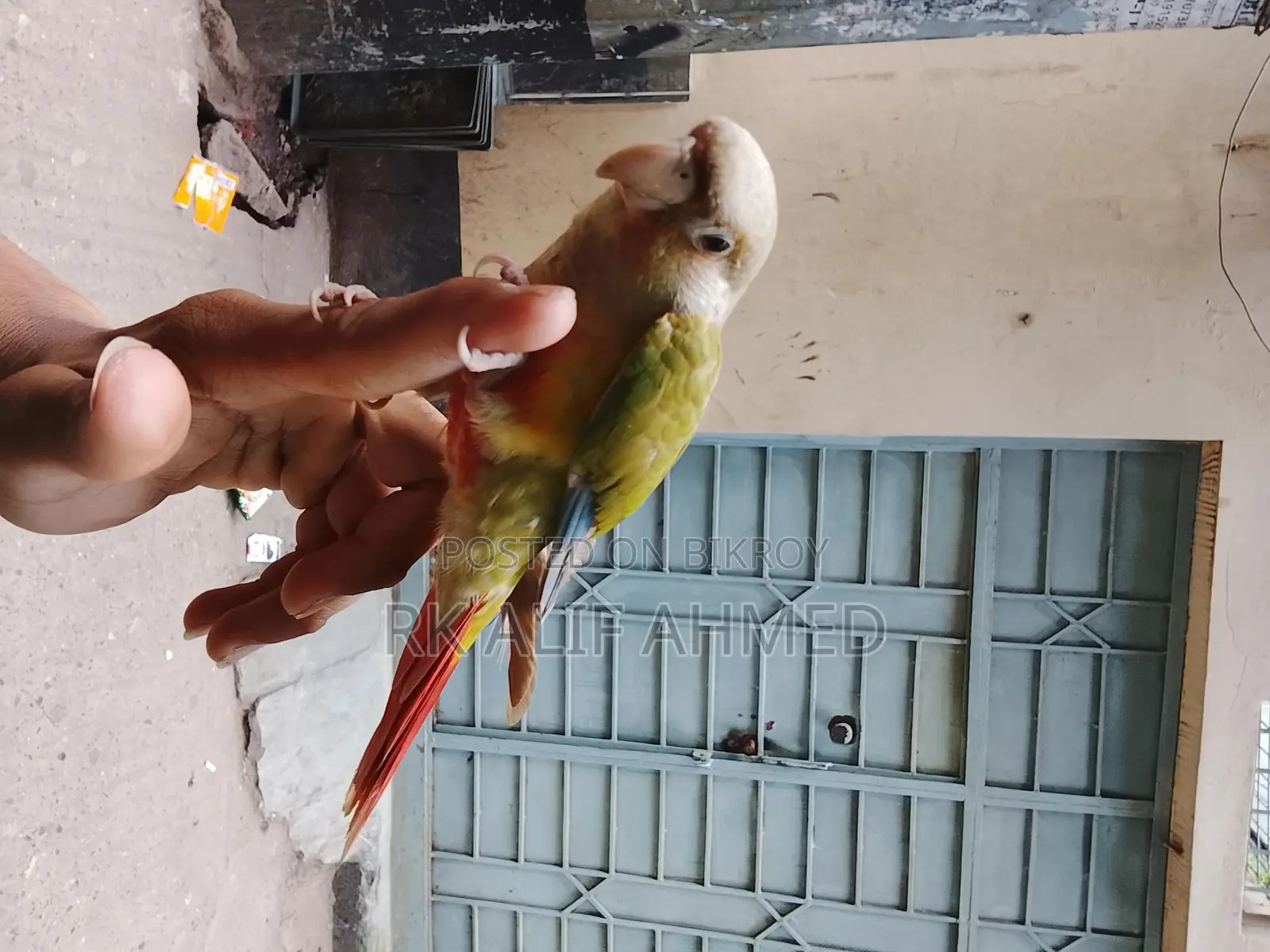 Single Red Factor Super Tem Pineapple Conure