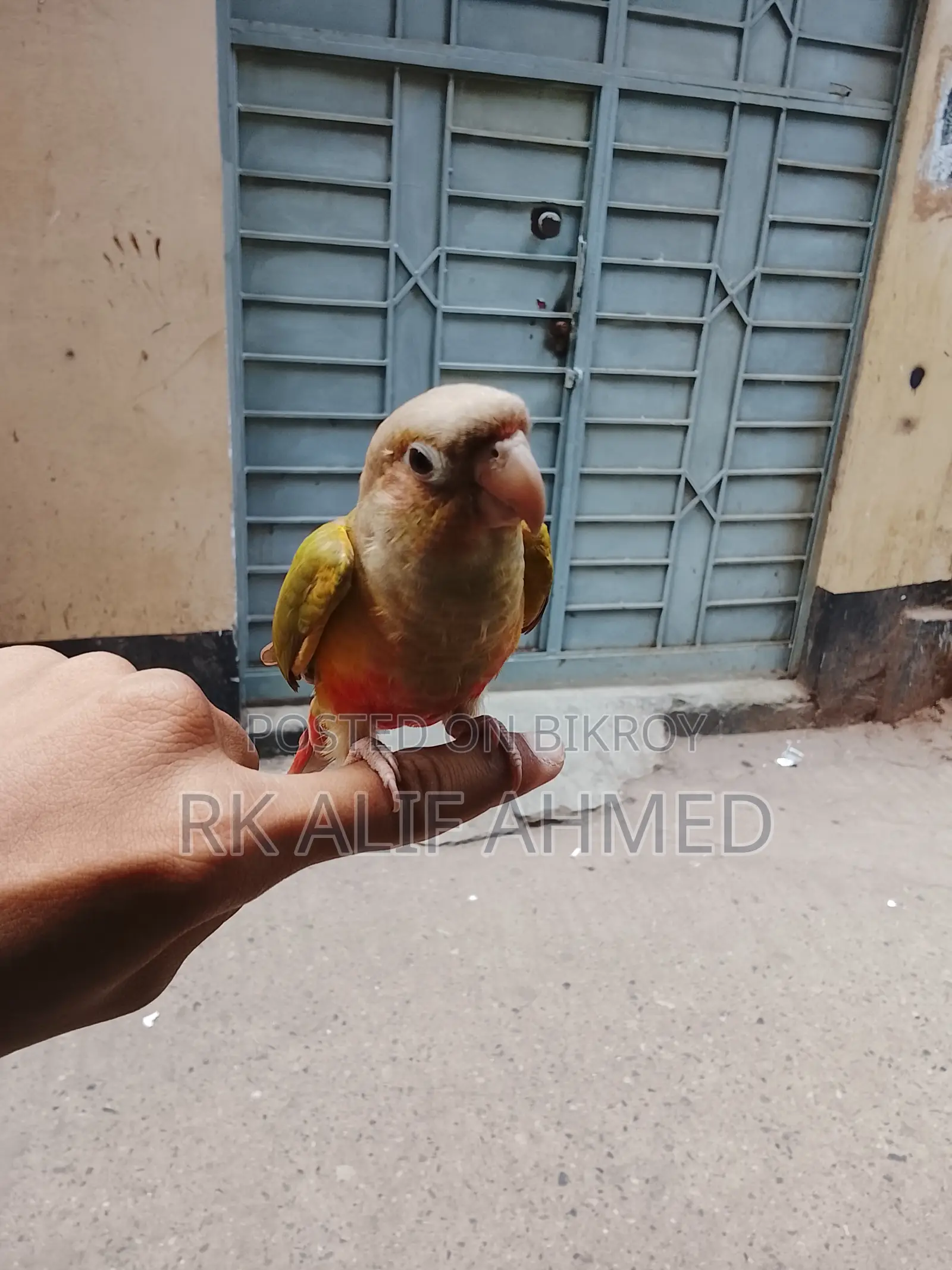 Single Red Factor Super Tem Pineapple Conure