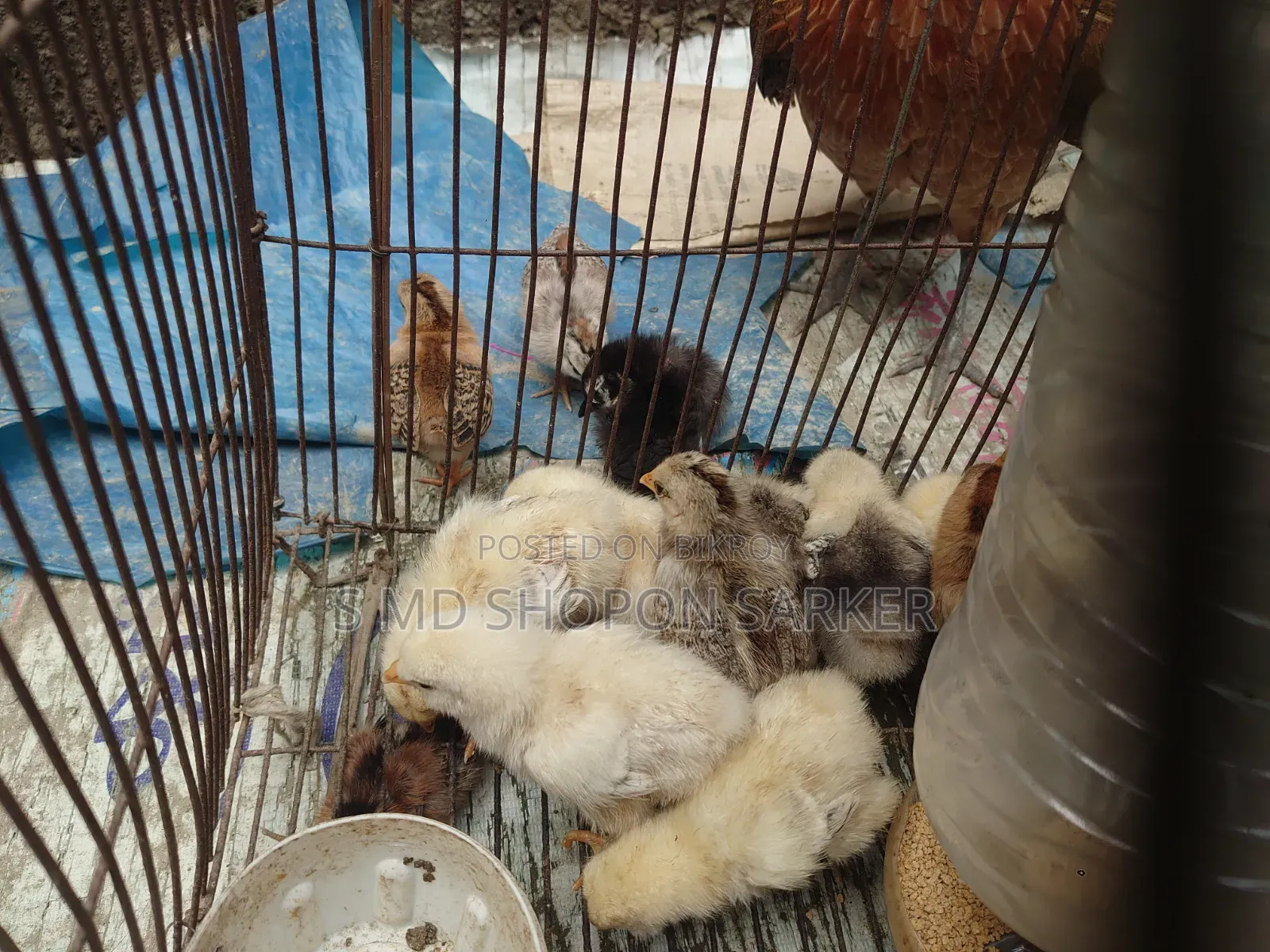 ব্র্যাহমা মুরগির বাচ্চা ৬দিন বয়স