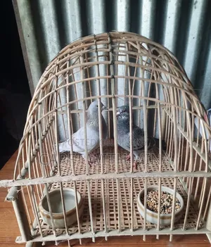 Pigeon Cage