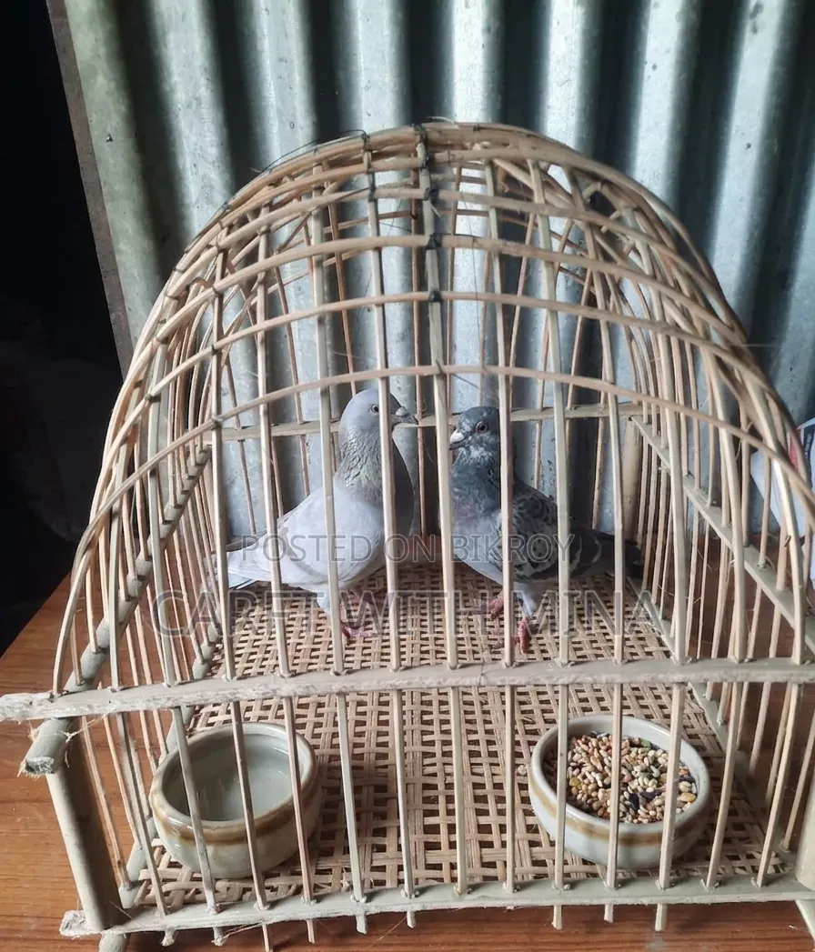 Pigeon Cage