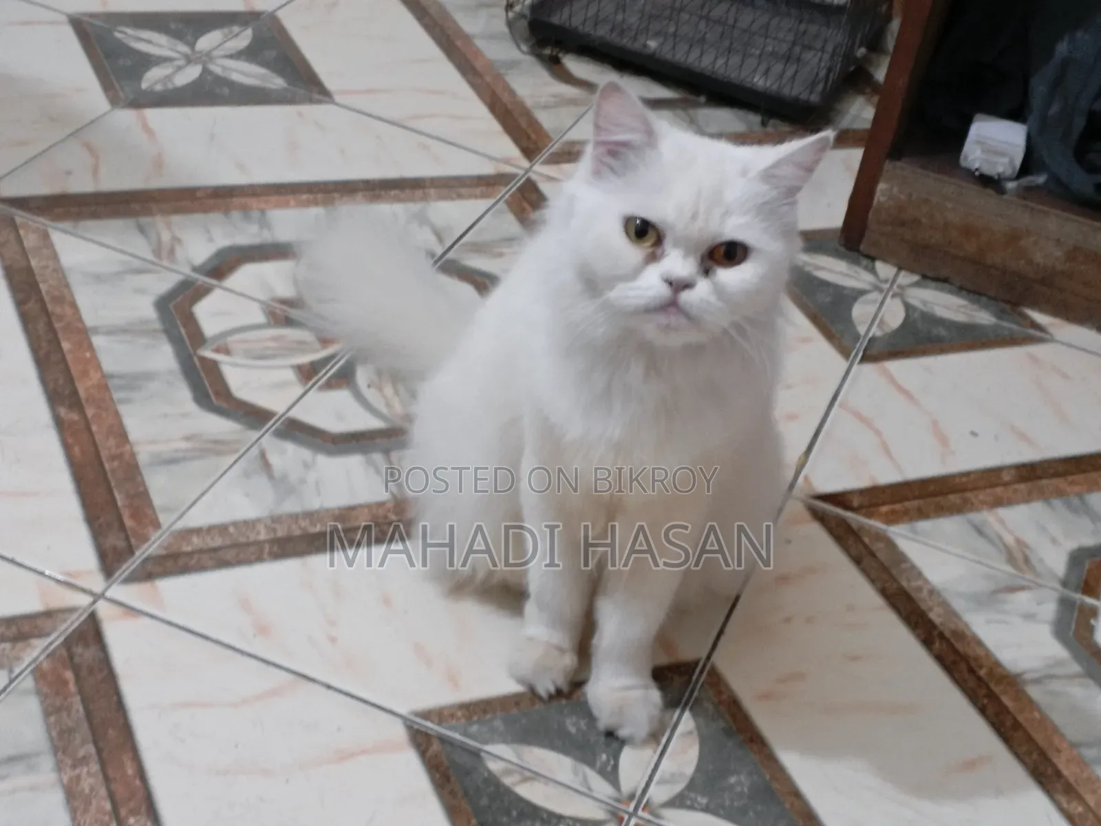 1+ Year Female Purebred Persian