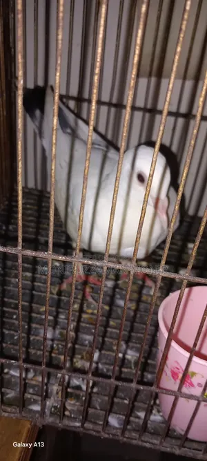 Beautiful Pigeon