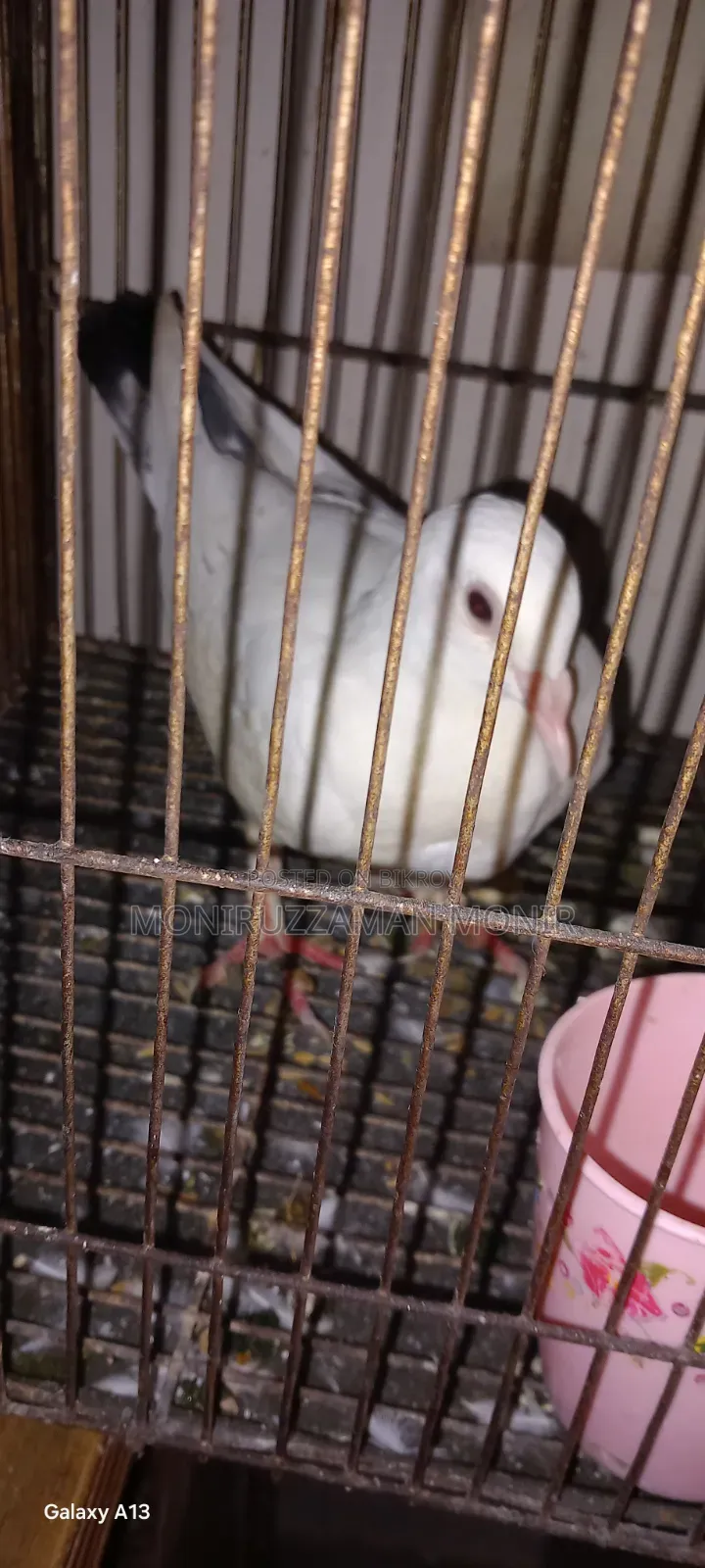 Beautiful Pigeon