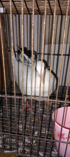Beautiful Pigeon