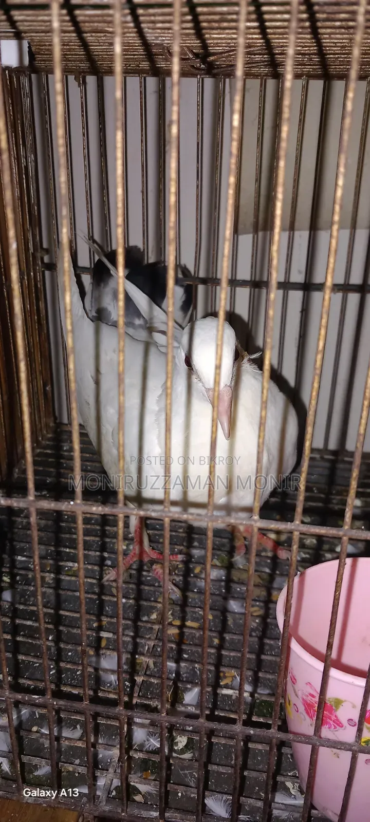 Beautiful Pigeon