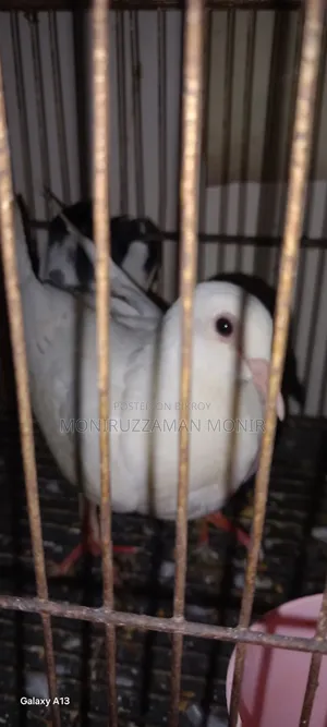 Beautiful Pigeon