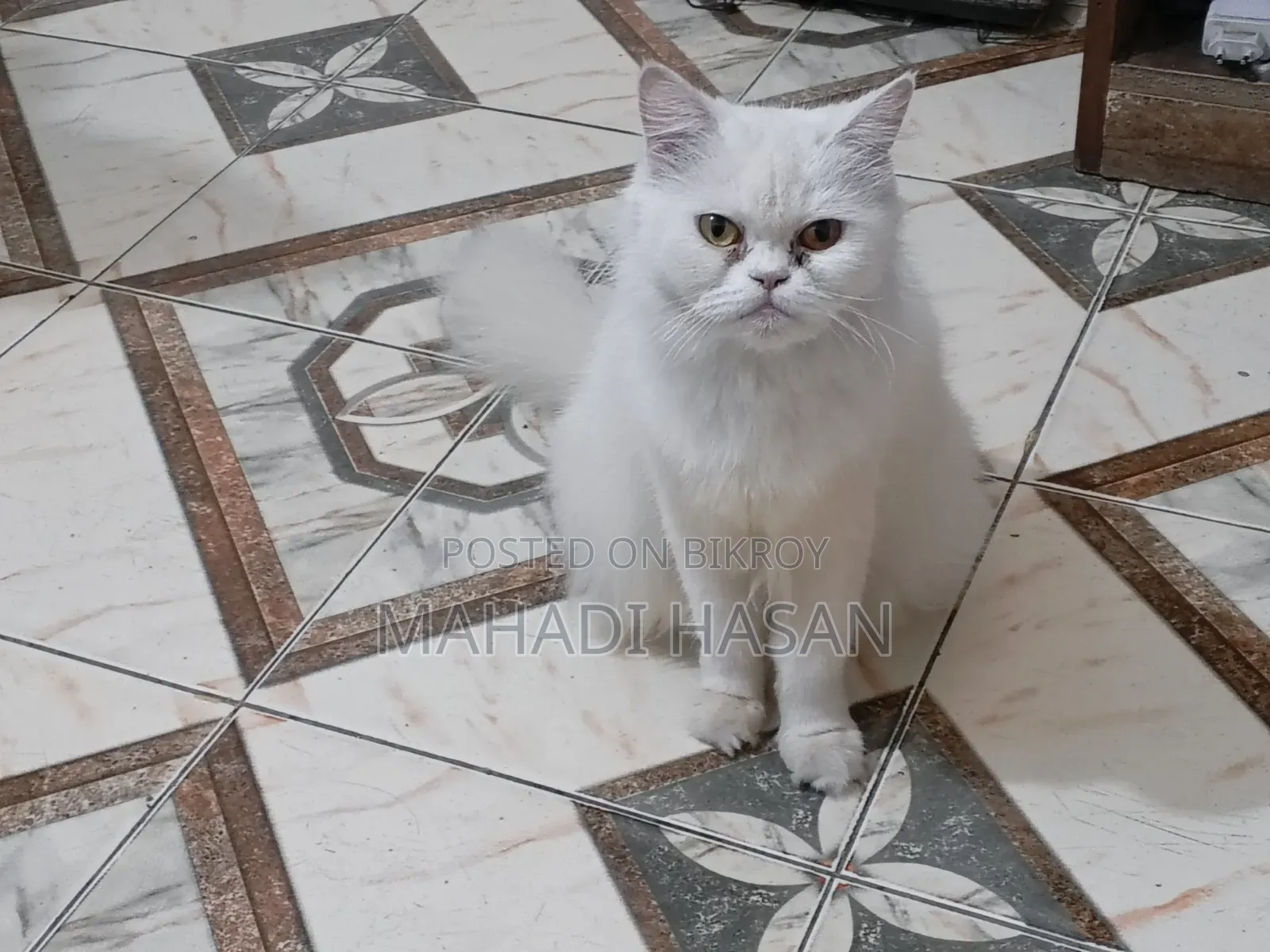 1+ Year Female Purebred Persian