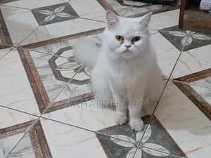 1+ Year Female Purebred Persian