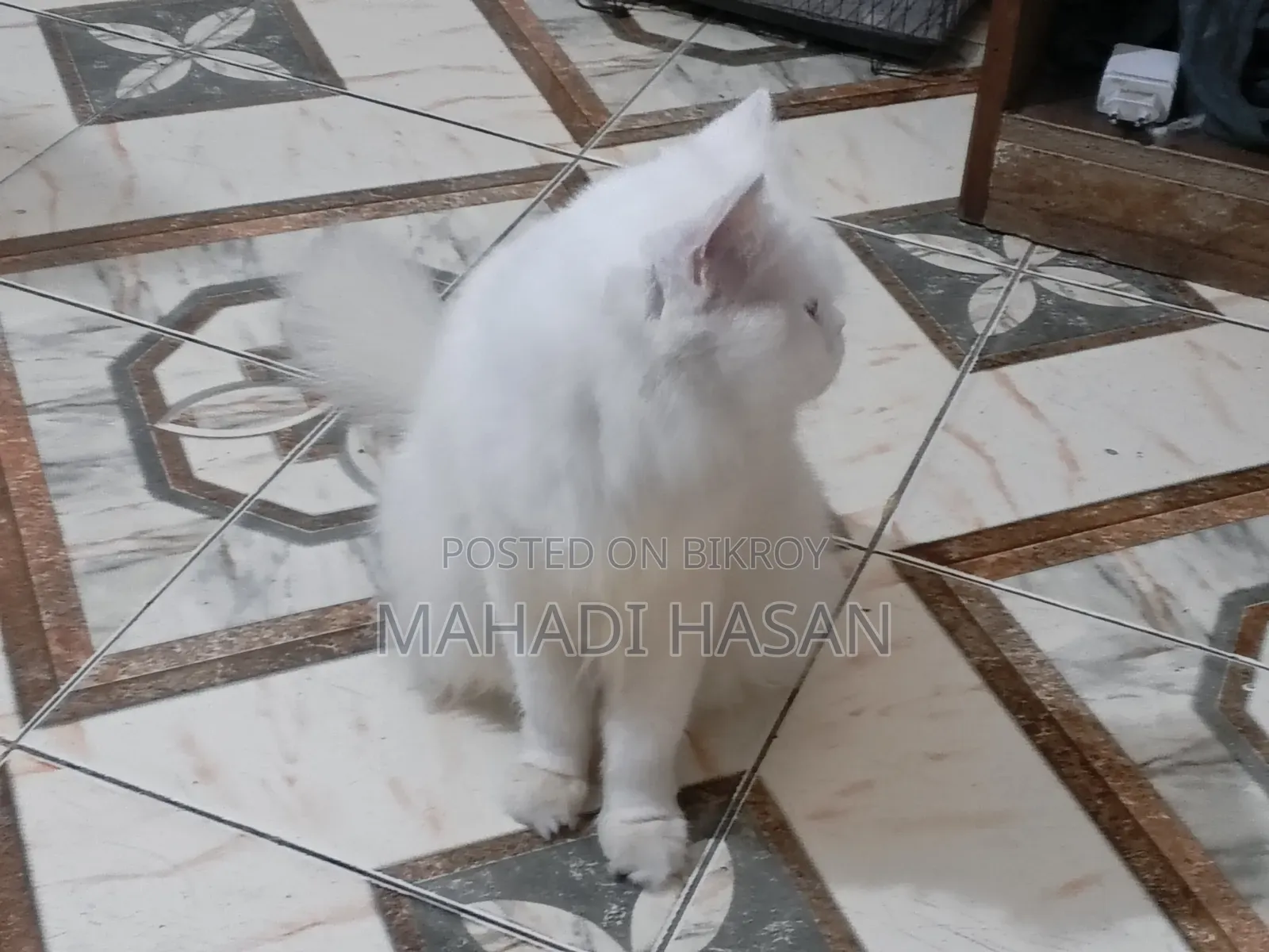 1+ Year Female Purebred Persian