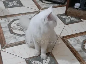 1+ Year Female Purebred Persian