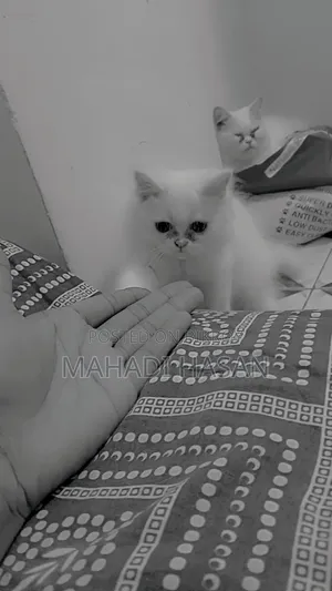 1+ Year Female Purebred Persian