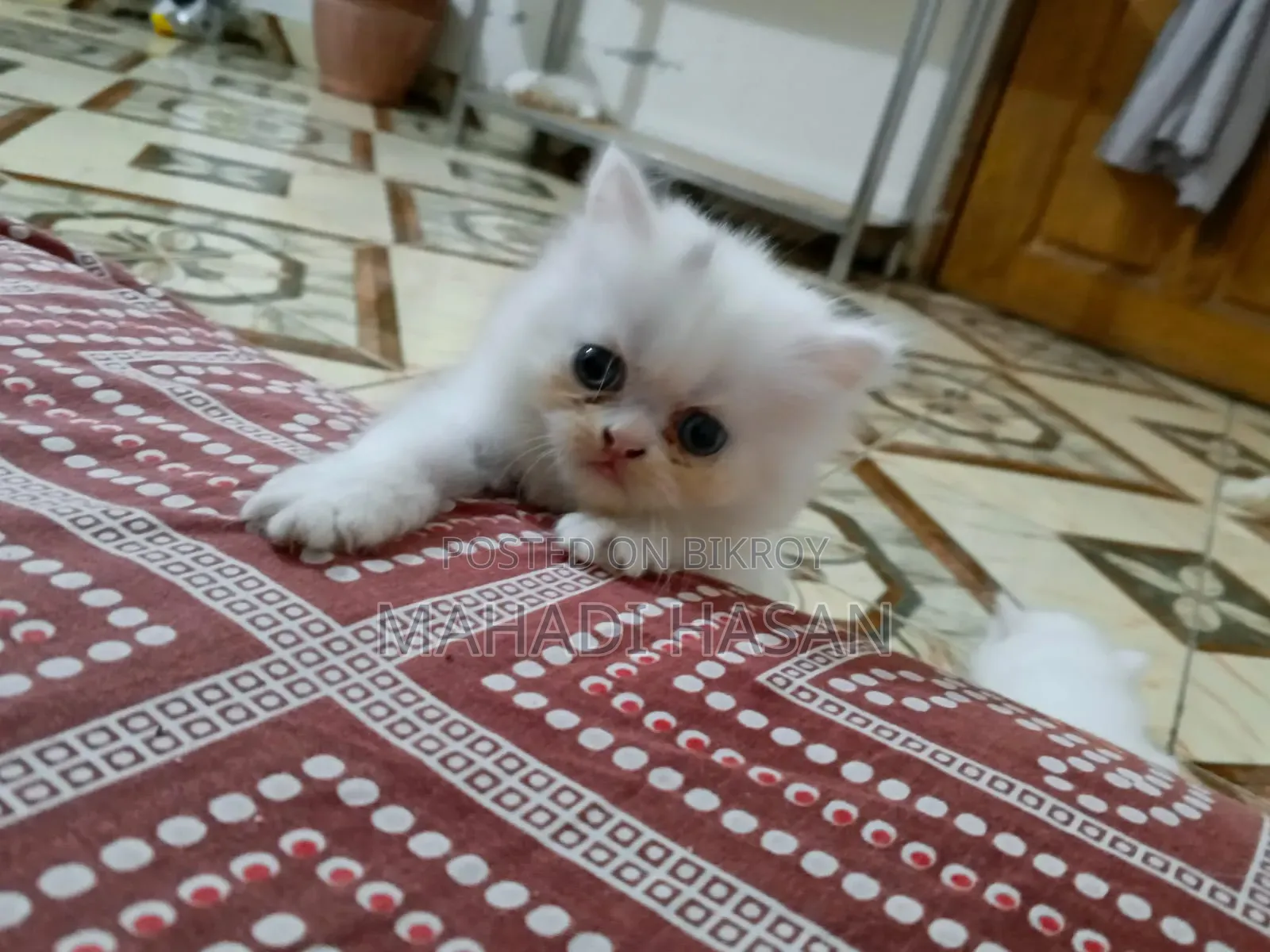1+ Year Female Purebred Persian