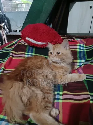 6-12 Months Male Purebred Persian