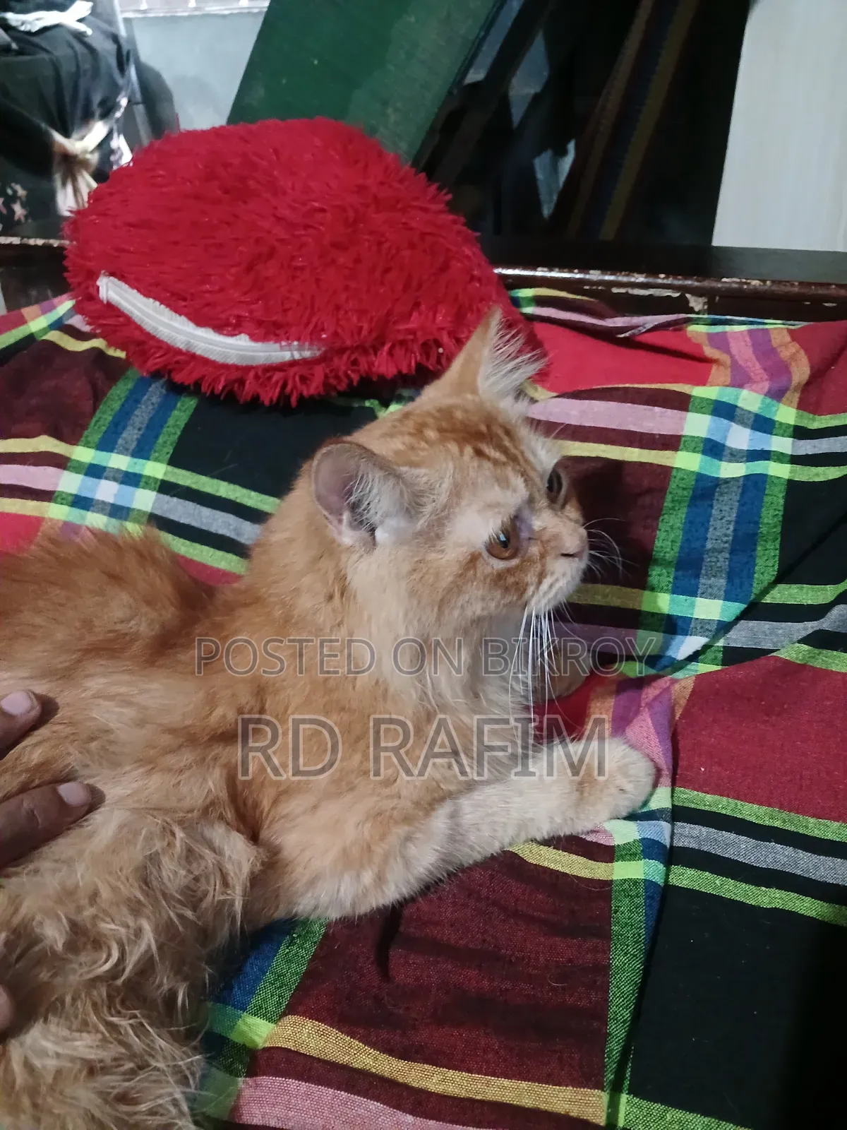 6-12 Months Male Purebred Persian