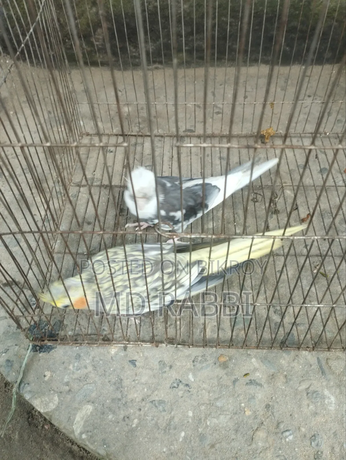 ককাটেল পাখির জোড়া