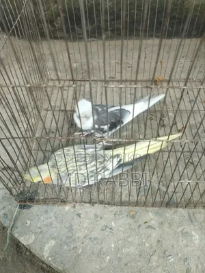 ককাটেল পাখির জোড়া
