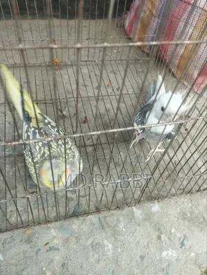 ককাটেল পাখির জোড়া