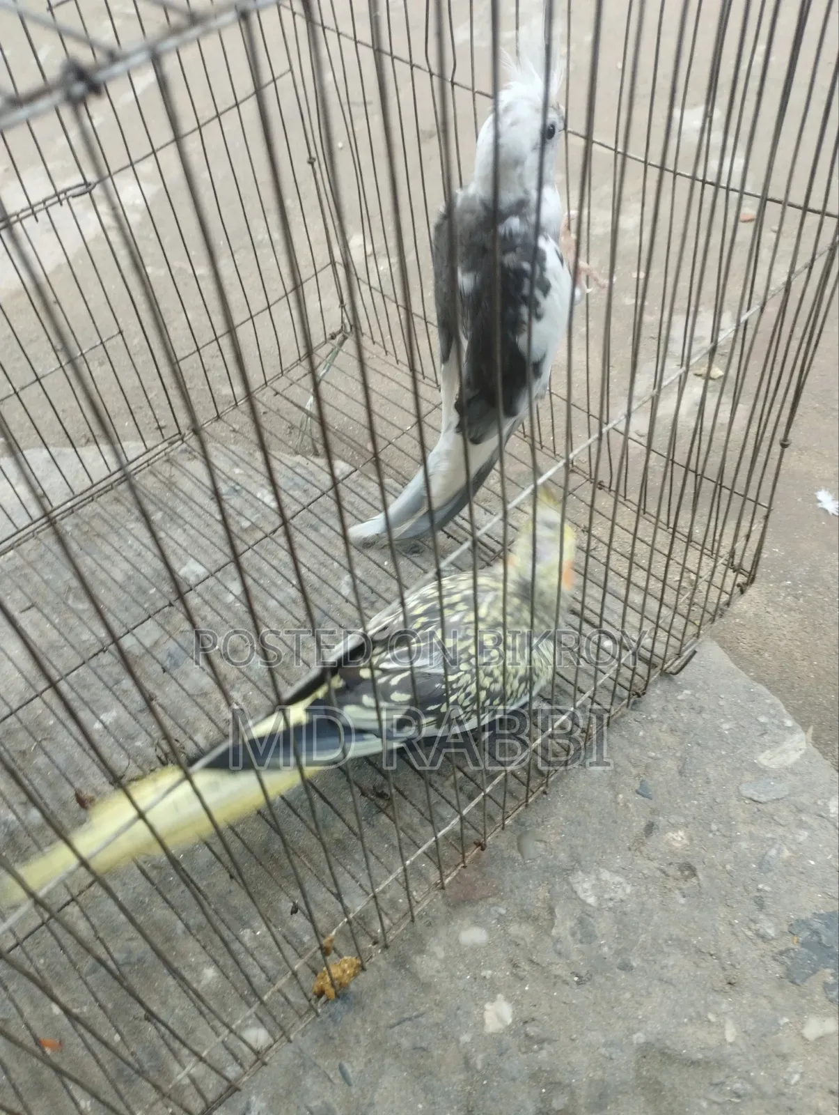 ককাটেল পাখির জোড়া