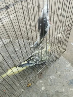 ককাটেল পাখির জোড়া