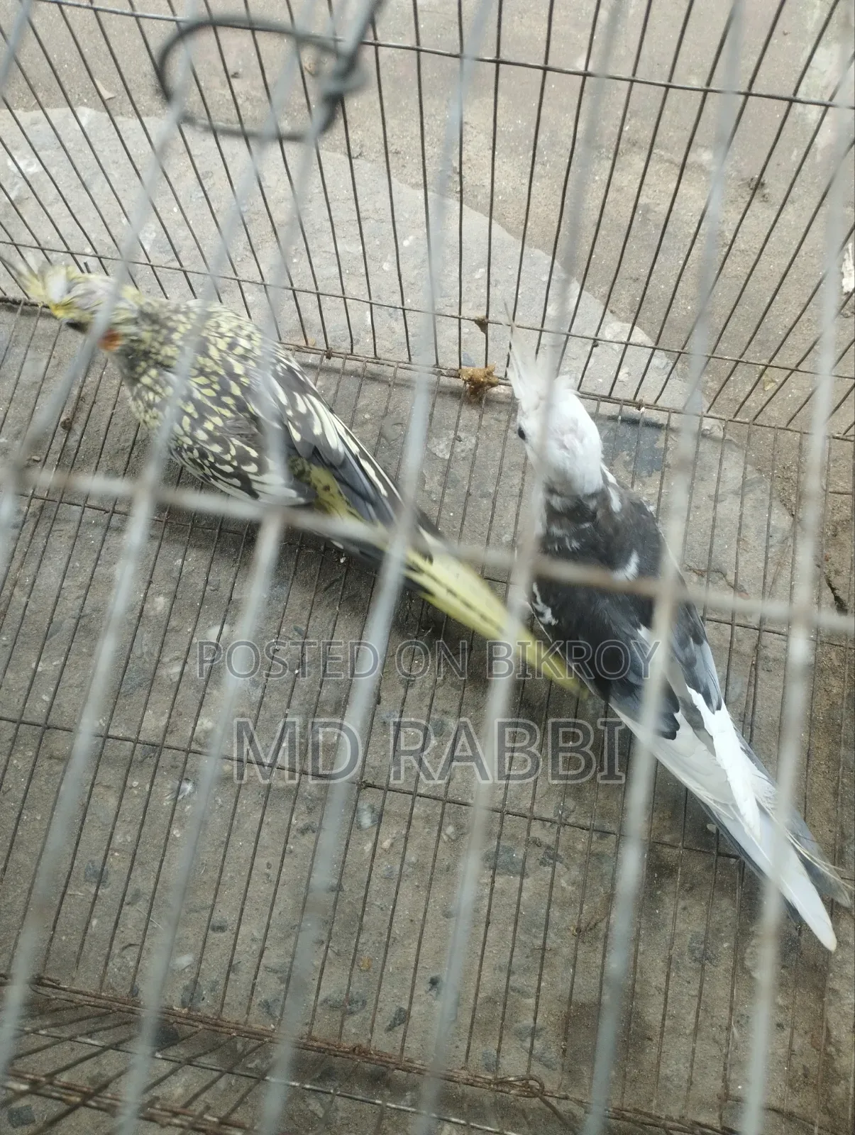 ককাটেল পাখির জোড়া