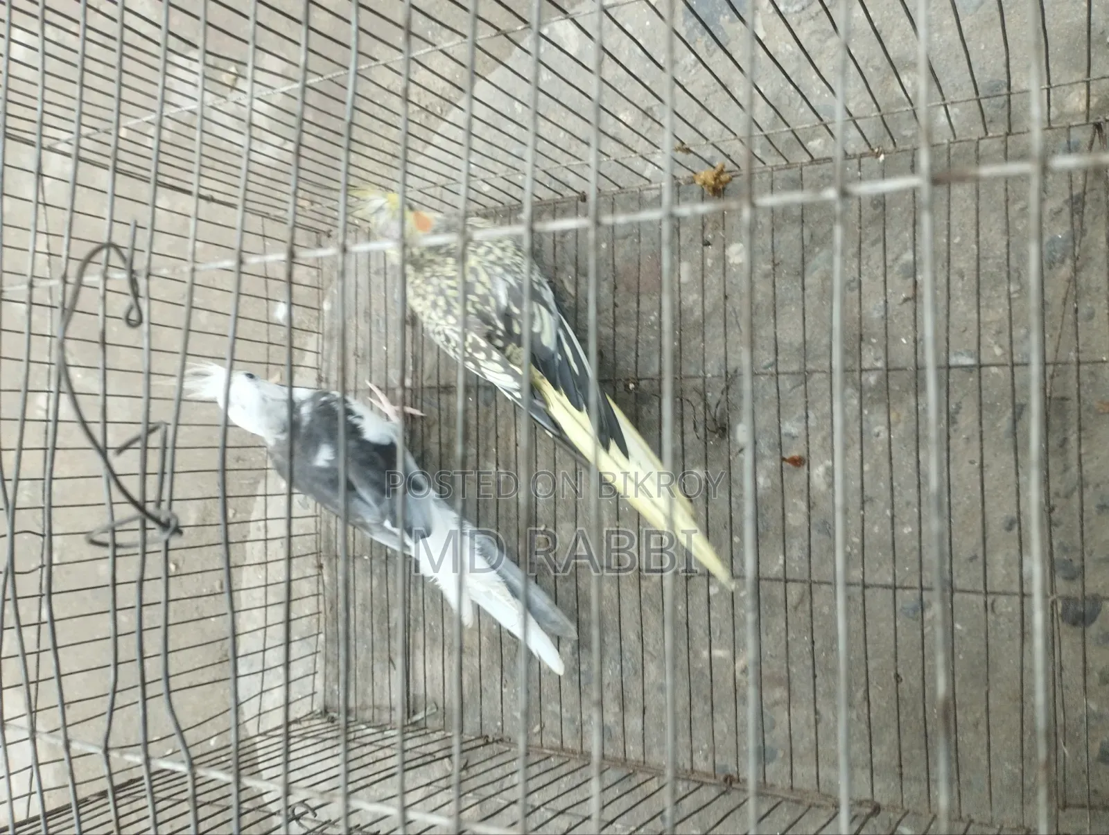 ককাটেল পাখির জোড়া
