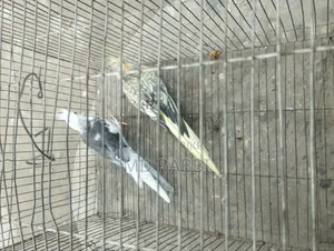 ককাটেল পাখির জোড়া