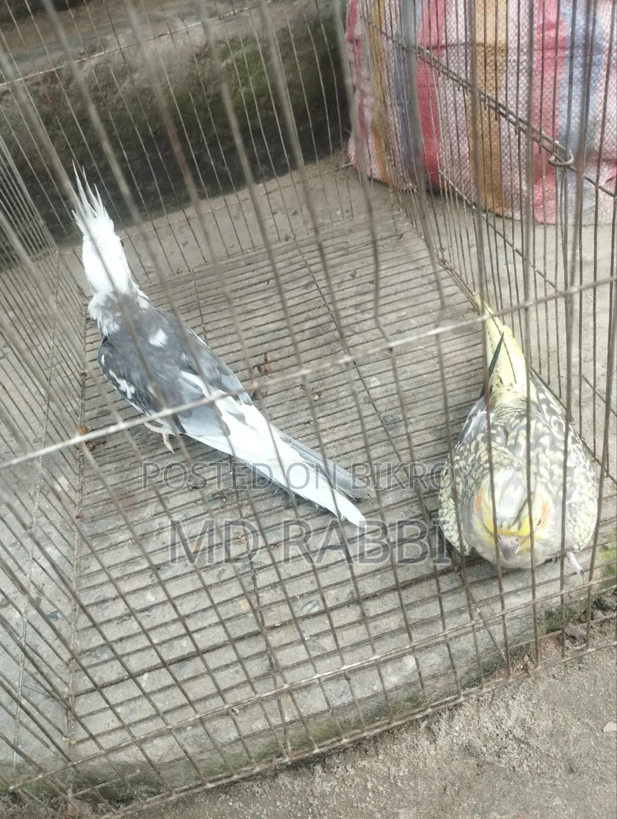 ককাটেল পাখির জোড়া