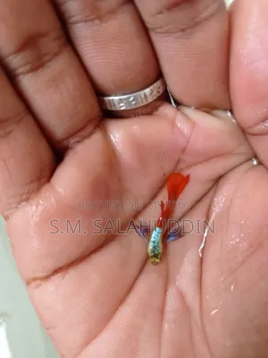 রঙিন মাছের মেলা