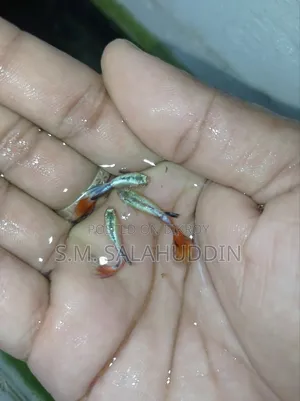 Colorful Fish Fair