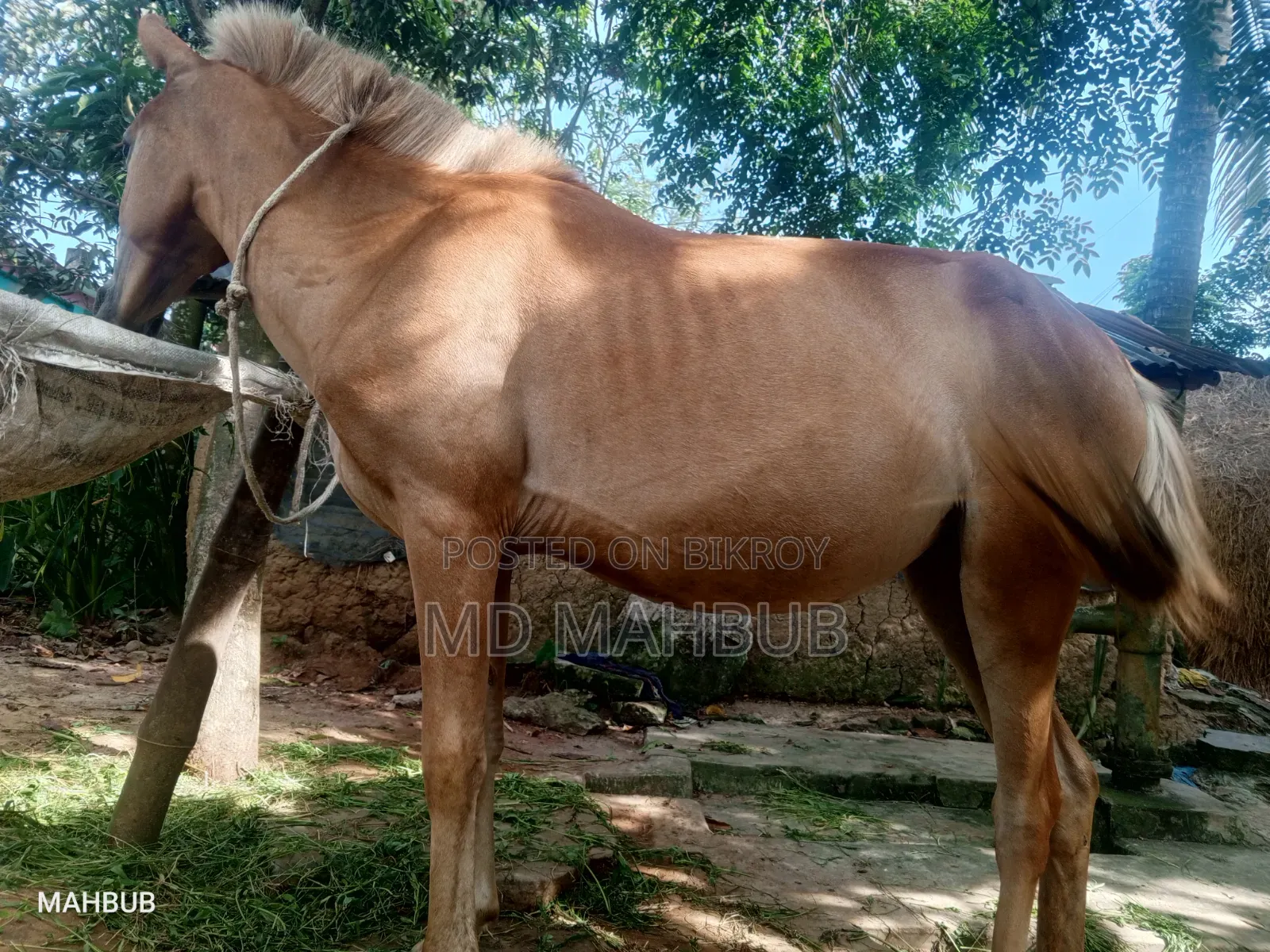 A horse for sale.