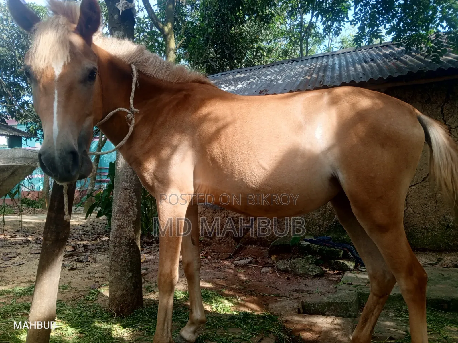 A horse for sale.