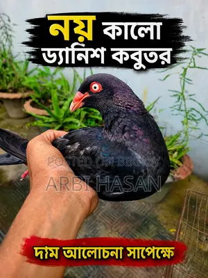 Chila Pigeon***Danish Male Pigeon and you can take whichever you like