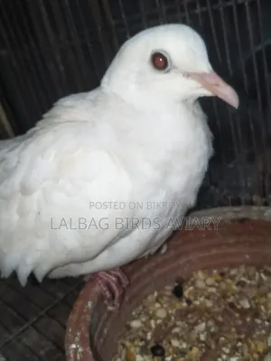 Red Eye Running White Dove Female For Sale.