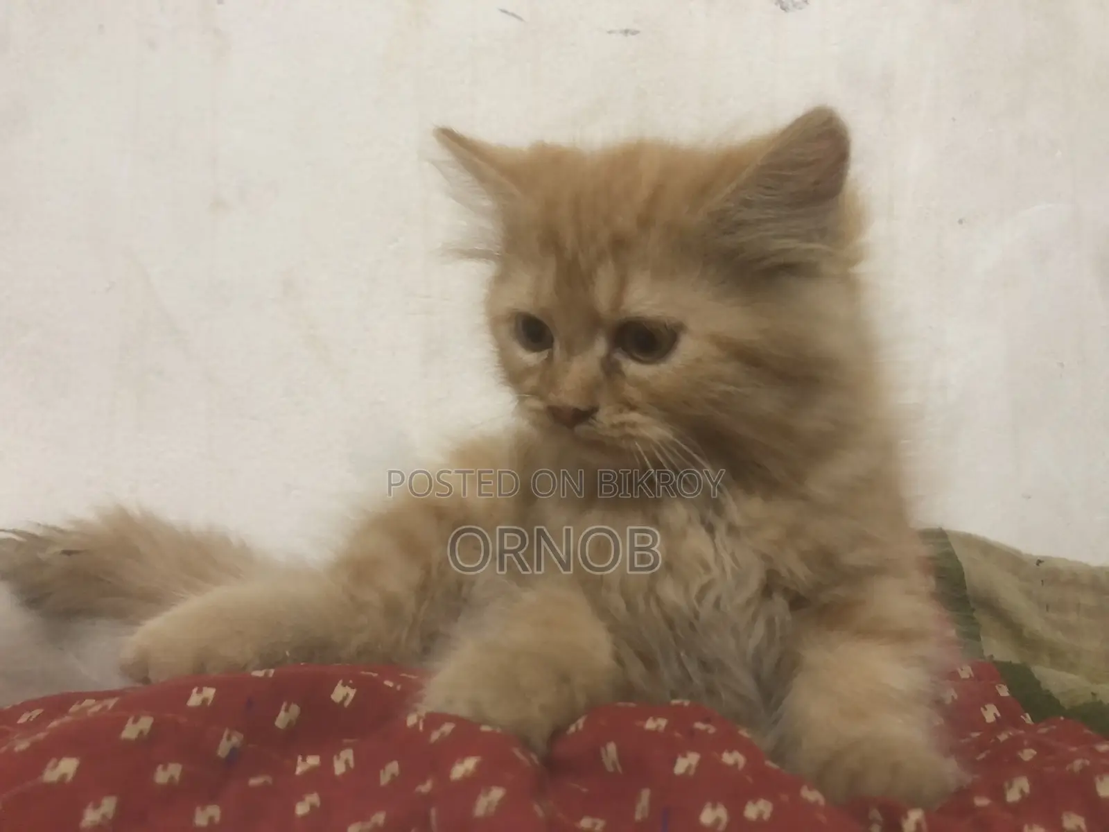 1-3 Months Male Purebred Persian