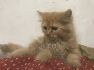 1-3 Months Male Purebred Persian