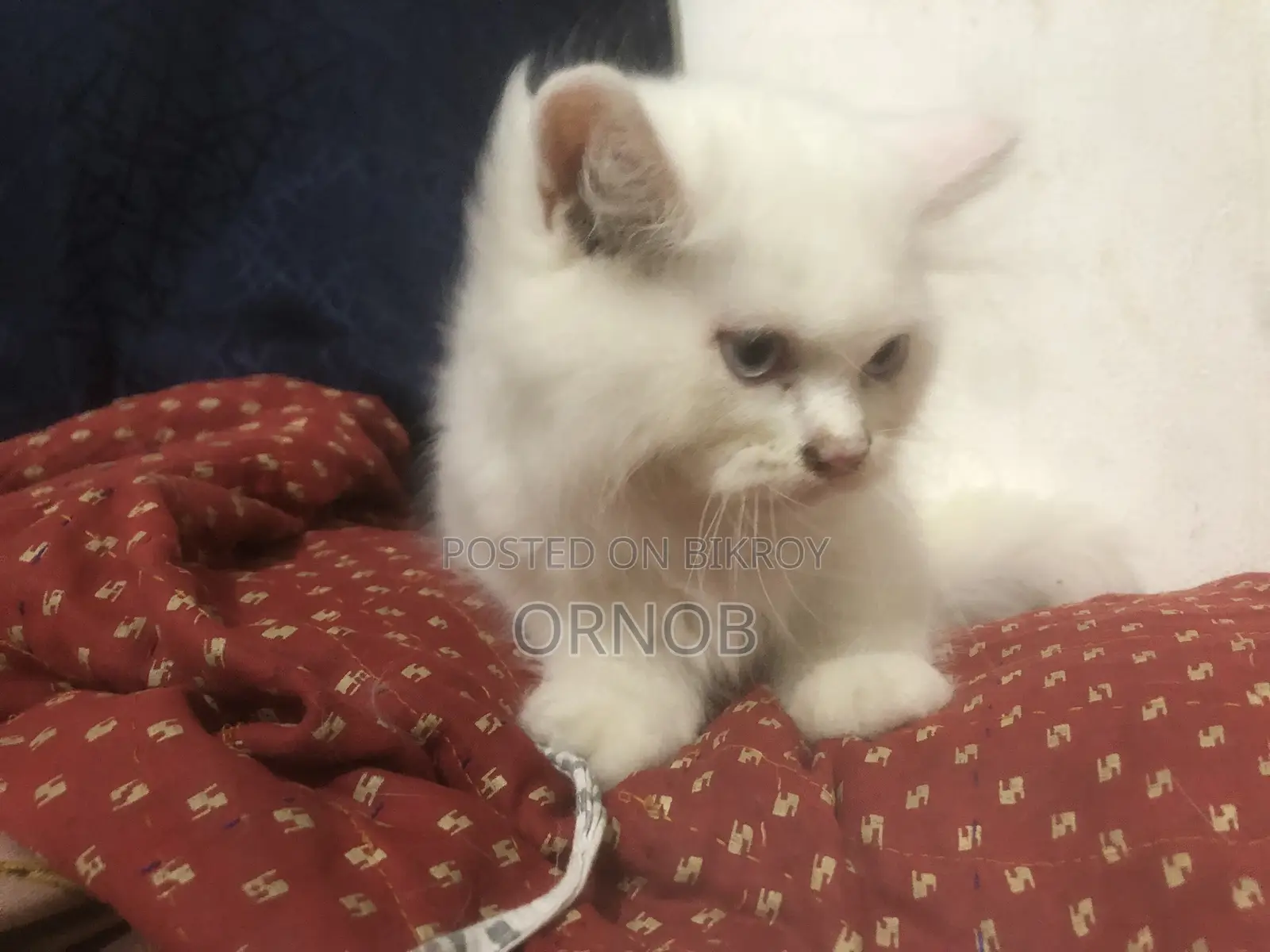 1-3 Months Male Purebred Persian