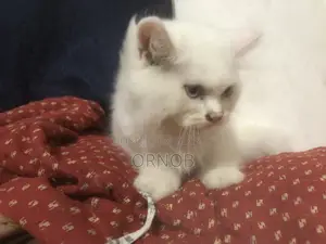 1-3 Months Male Purebred Persian