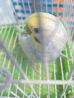 Rainbow Badjigar Male