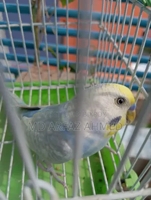 Rainbow Badjigar Male