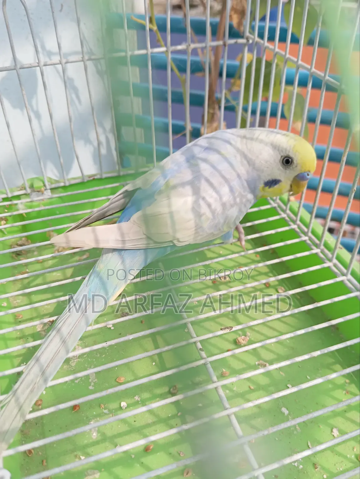 Rainbow Badjigar Male