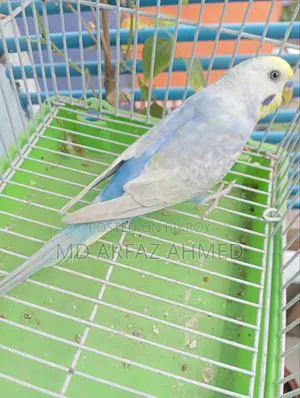 Rainbow Badjigar Male