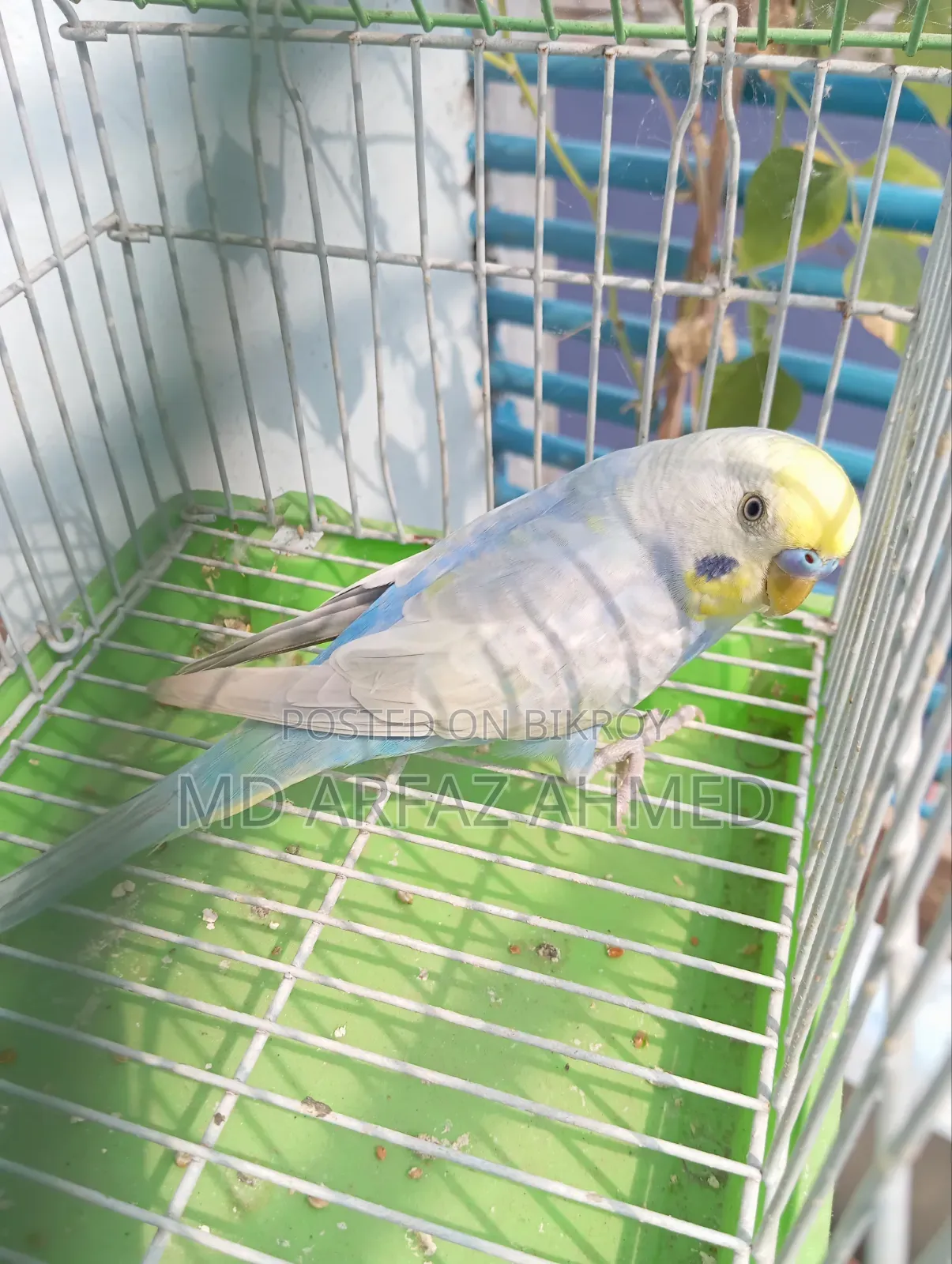 Rainbow Badjigar Male