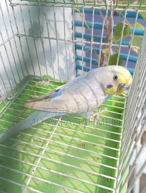 Rainbow Badjigar Male