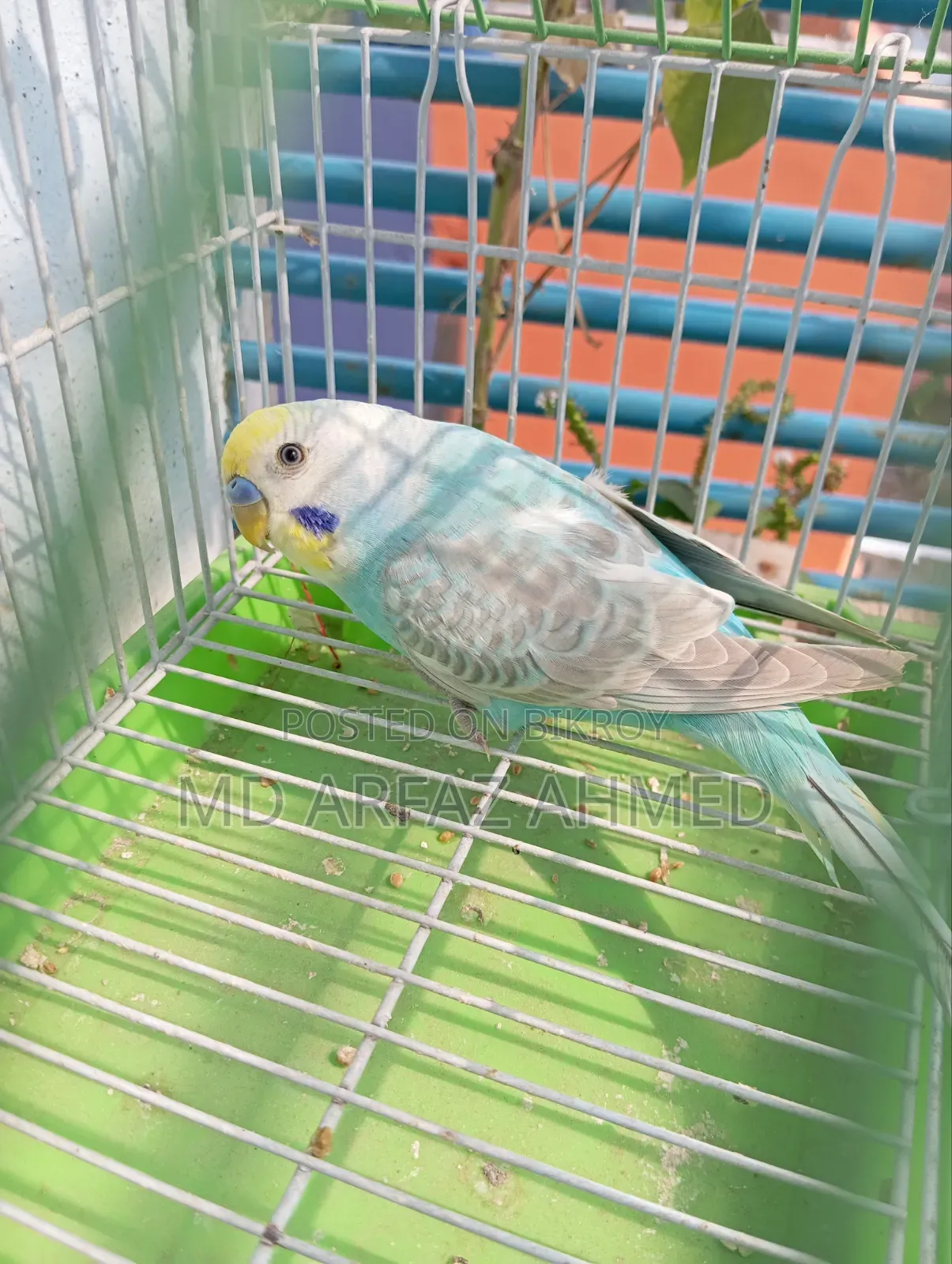 Rainbow Badjigar Male