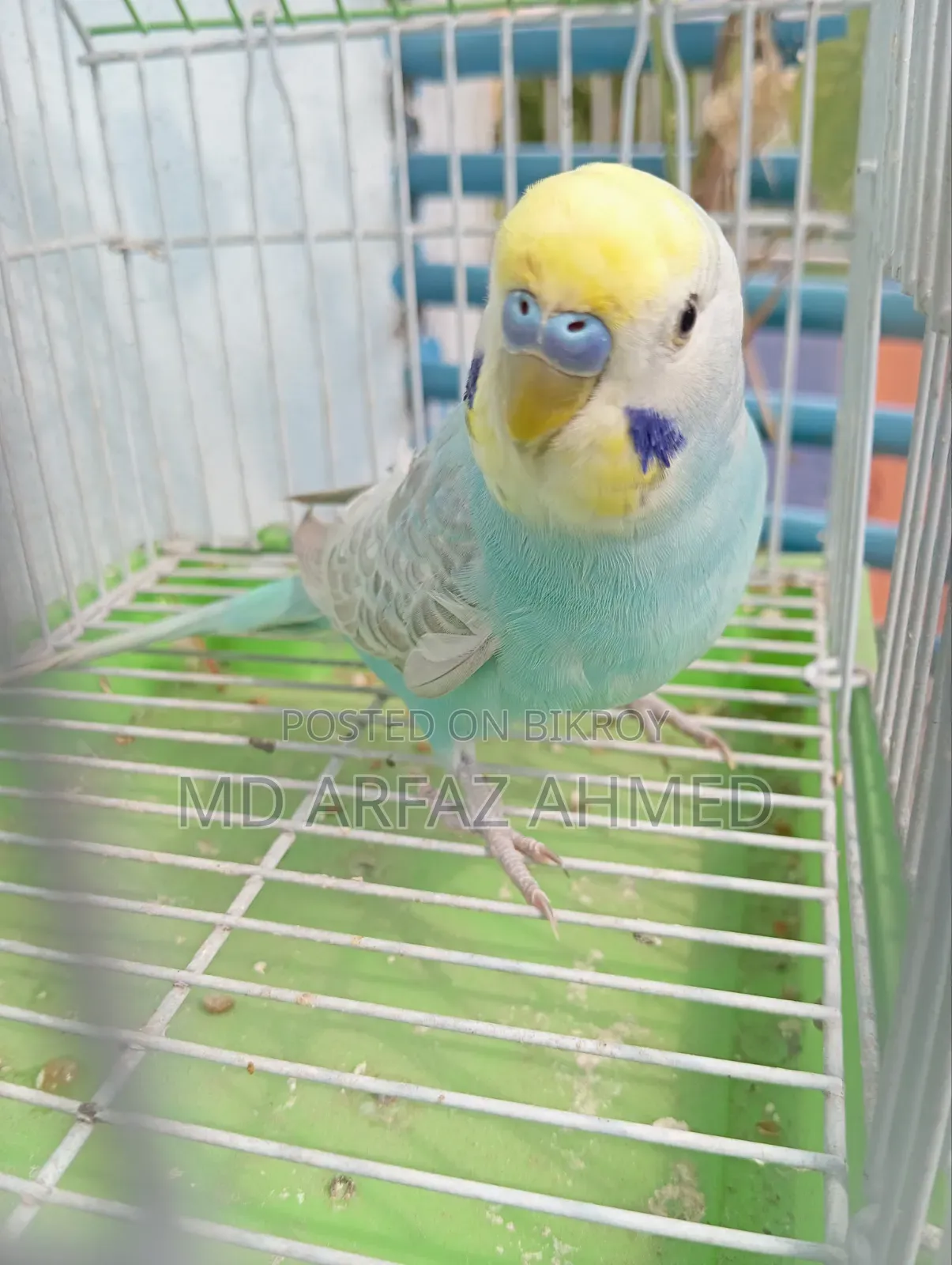 Rainbow Badjigar Male